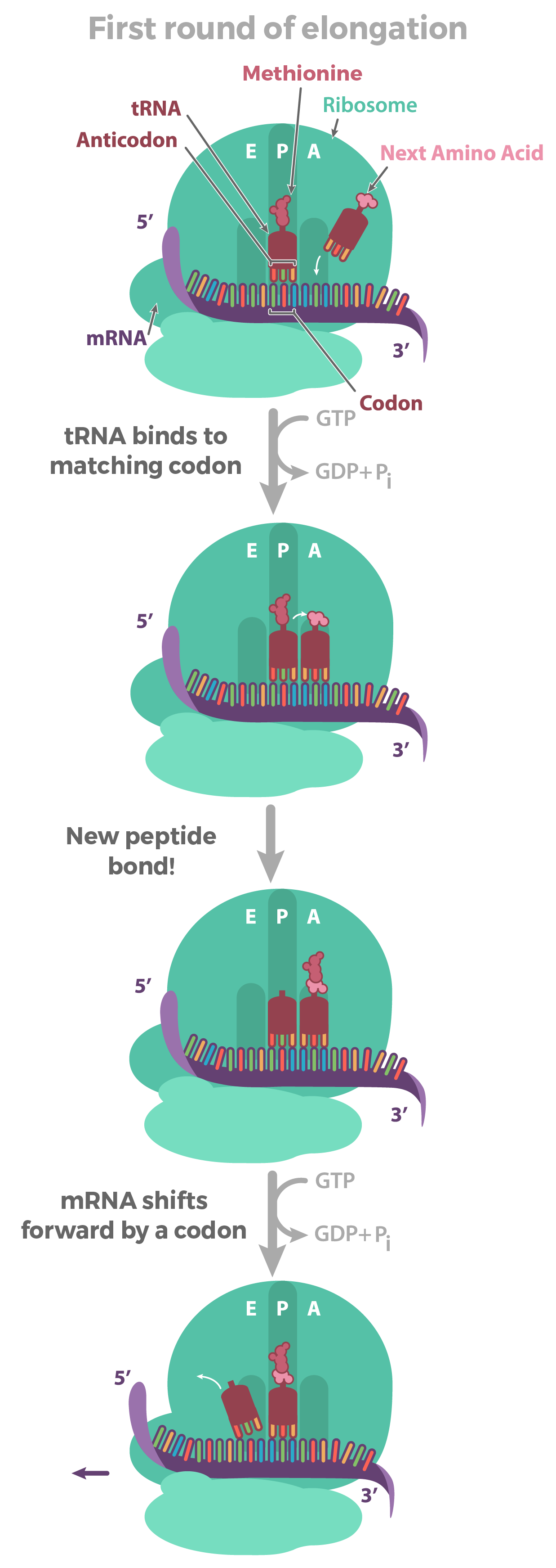 <p>Initiation: translation stars, highly regulated</p><p>Elongation: translation continues, adding one AA to polypeptide as the aminoacyl-tRNA moves to the P site</p><p>Termination: translation ends</p><p>-ribosome releases the mRNA &amp; polypeptide</p>