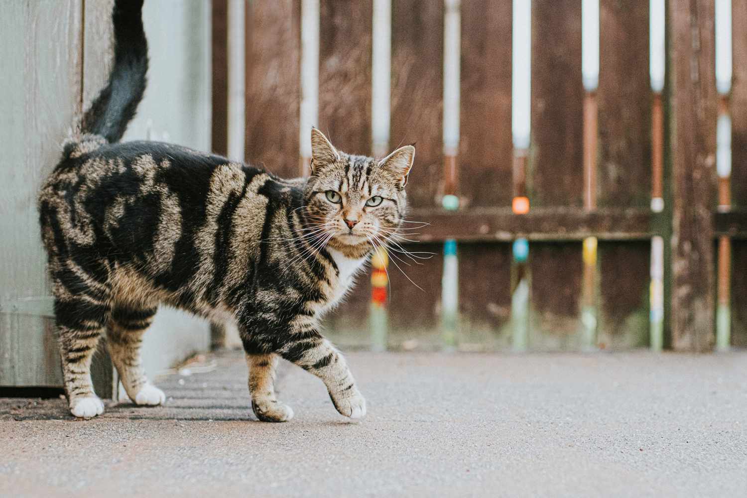 <p>what type of tabby (feline behaviour)</p>