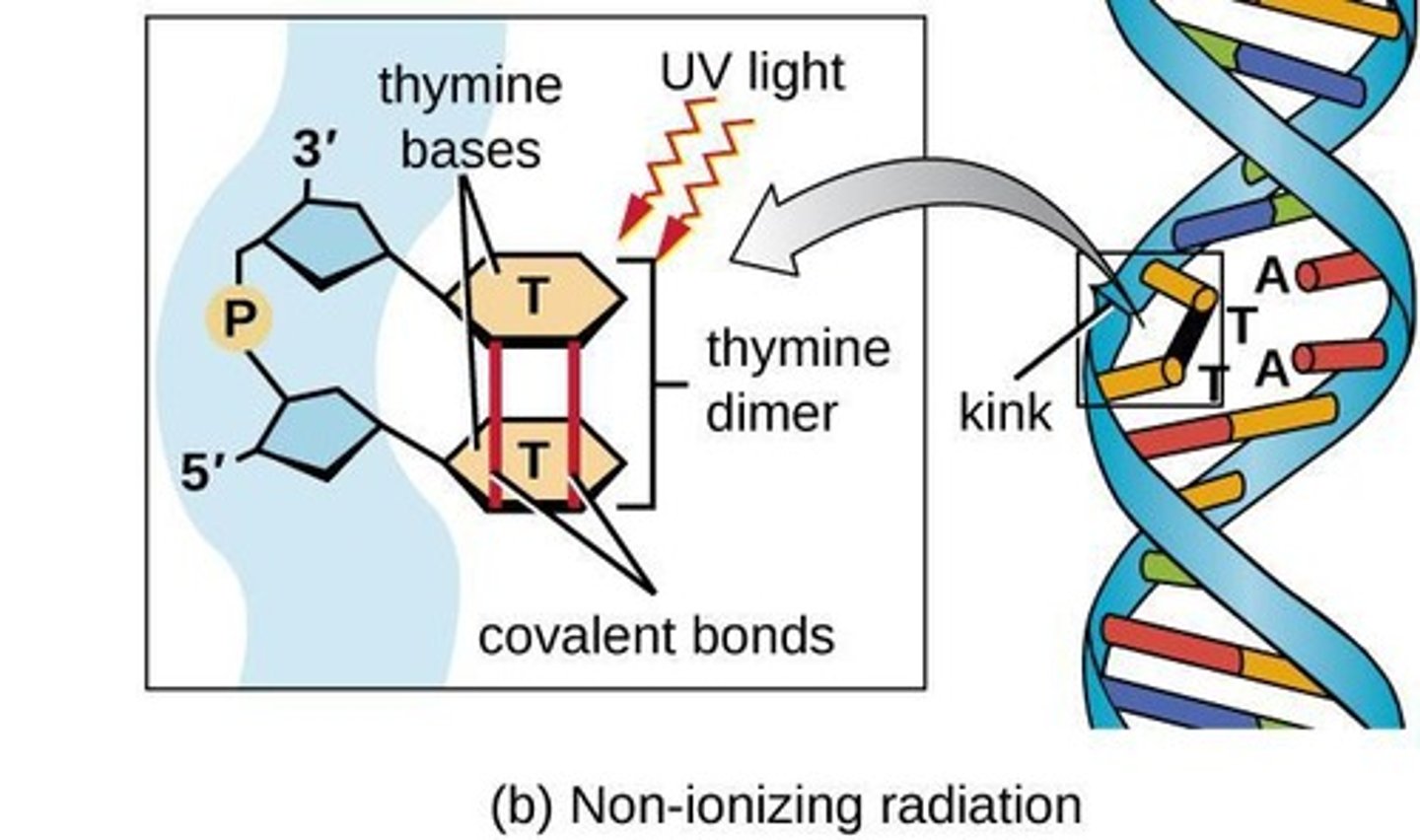 <p>DNA damage caused by UV radiation.</p>