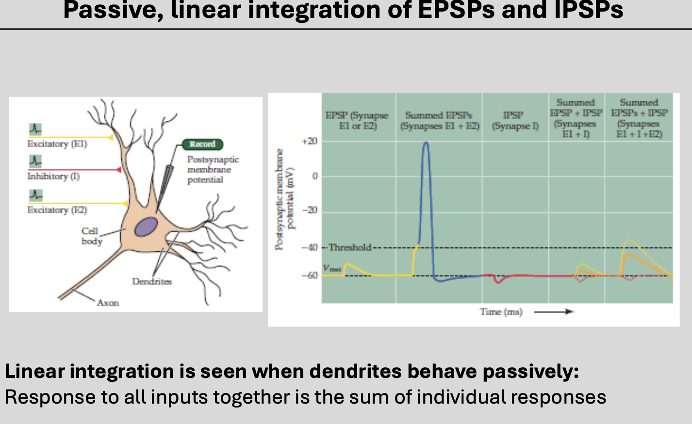 <ul><li><p>positive charge from the EPSP is effectively<strong> shunted</strong> </p><ul><li><p>(filtered or neutralised)</p></li></ul></li><li><p>through raised conductance of the membrane</p></li><li><p>→ WITHOUT hyperpolarisation occurring</p></li></ul><p></p>