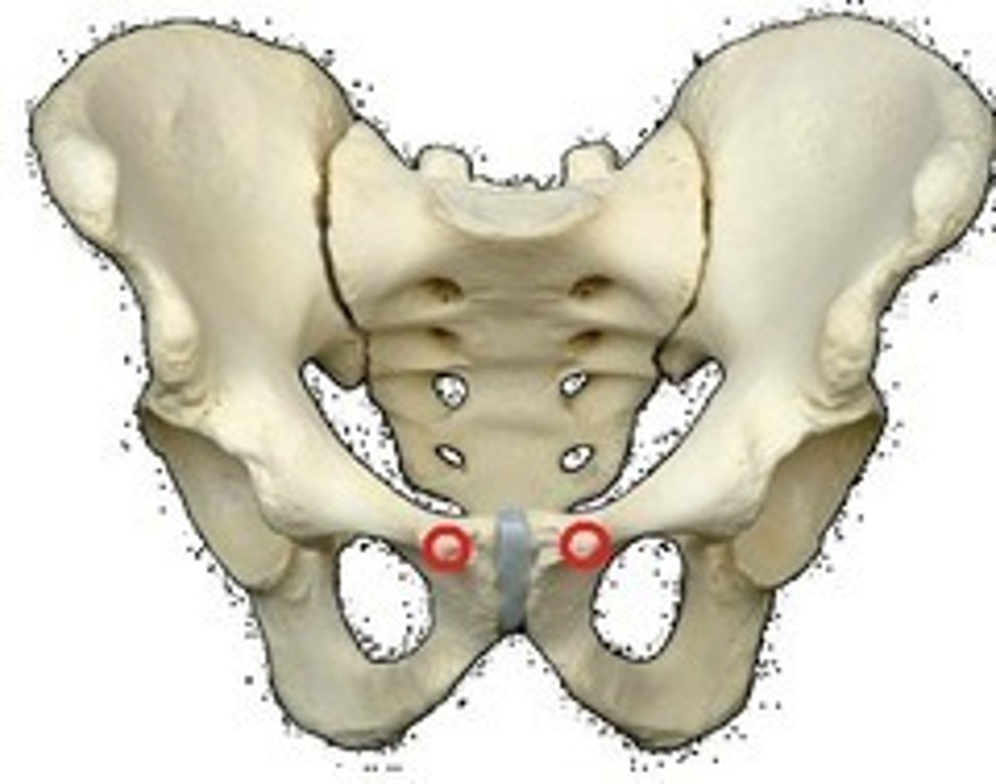 <p>What is the Pubic tubercle? what is it lateral to? </p>