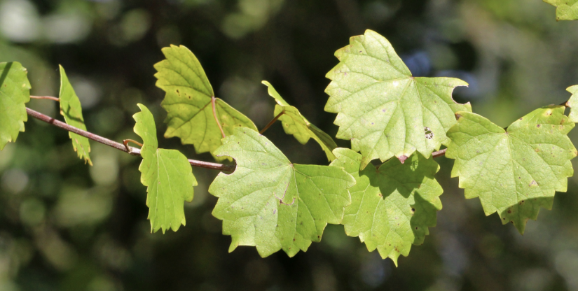 <p>Vine</p>