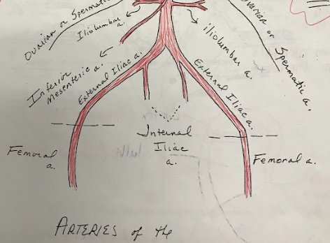 <p>The internal iliac artery supplies blood to the pelvic organs, while the external iliac artery becomes the femoral artery, supplying blood to the lower limbs.</p>