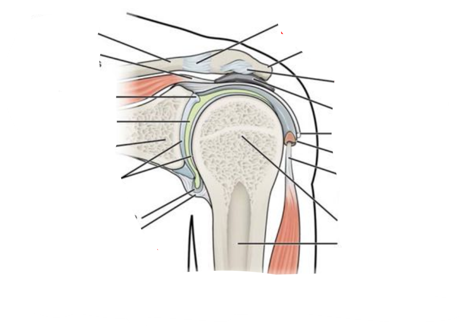 <p>where is the tendon of biceps?</p>