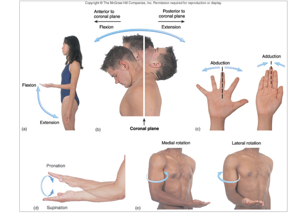 MEMORIZE THE MOVEMENTS OF THE BODY 