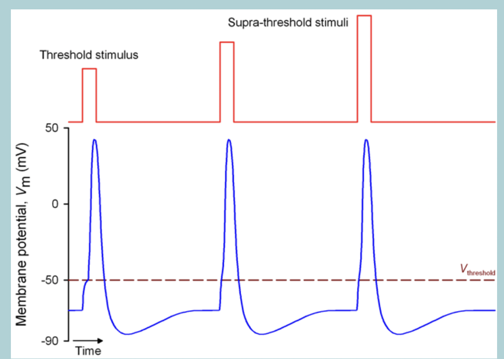 <p>Action potentials are ALL-OR-NOTHING events - their amplitudes does not depend on STIMULUS STRENGTH  </p>