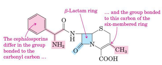<p>are also β-lactam antibiotics</p>