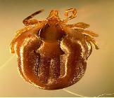 <p>Paralysis Tick</p><p>Ixodes Holocyclus</p><p></p><p><span>-</span><span style="font-family: "Times New Roman"; line-height: normal; font-size: 7pt;"><span>&nbsp;&nbsp;&nbsp;&nbsp;&nbsp;&nbsp;&nbsp; </span></span>Lifecycle</p><p class="MsoListParagraphCxSpMiddle"><span style="font-family: "Courier New";"><span>o</span></span><span style="font-family: "Times New Roman"; line-height: normal; font-size: 7pt;"><span>&nbsp;&nbsp; </span></span>Three host tick</p><p class="MsoListParagraphCxSpMiddle"><span style="font-family: "Courier New";"><span>o</span></span><span style="font-family: "Times New Roman"; line-height: normal; font-size: 7pt;"><span>&nbsp;&nbsp; </span></span>Engorged F feeds 1-3w, drops off, lays eggs in env ~1m</p><p class="MsoListParagraphCxSpLast"><span style="font-family: "Courier New";"><span>o</span></span><span style="font-family: "Times New Roman"; line-height: normal; font-size: 7pt;"><span>&nbsp;&nbsp; </span></span>larvae attach to host, drop to ground, moult to nymph</p><p class="MsoListParagraphCxSpLast"></p><p class="MsoListParagraphCxSpLast"><span><span>-</span></span><span style="font-family: "Times New Roman"; line-height: normal; font-size: 7pt;"><span>&nbsp;&nbsp;&nbsp;&nbsp;&nbsp;&nbsp;&nbsp; </span></span>c/signs in animal</p><p class="MsoListParagraphCxSpMiddle"><span style="font-family: "Courier New";"><span>o</span></span><span style="font-family: "Times New Roman"; line-height: normal; font-size: 7pt;"><span>&nbsp;&nbsp; </span></span>due to engorged F tick – 1 tick can kill dog/cat.</p><p class="MsoListParagraphCxSpMiddle"><span style="font-family: "Courier New";"><span>o</span></span><span style="font-family: "Times New Roman"; line-height: normal; font-size: 7pt;"><span>&nbsp;&nbsp; </span></span><span style="background-color: yellow;"><span>salivary neurotoxin (holocyclotoxin</span></span>) during feeding <span><span></span></span> flaccid paralysis</p><p class="MsoListParagraphCxSpMiddle"><span style="font-family: "Courier New";"><span>o</span></span><span style="font-family: "Times New Roman"; line-height: normal; font-size: 7pt;"><span>&nbsp;&nbsp; </span></span>inhibits Ach release</p><p class="MsoListParagraphCxSpMiddle"><span style="font-family: "Courier New";"><span>o</span></span><span style="font-family: "Times New Roman"; line-height: normal; font-size: 7pt;"><span>&nbsp;&nbsp; </span></span><span style="background-color: yellow;"><span>toxin secreted after 3-5d of attachment</span></span></p><p class="MsoListParagraphCxSpMiddle"><span style="font-family: "Courier New";"><span>o</span></span><span style="font-family: "Times New Roman"; line-height: normal; font-size: 7pt;"><span>&nbsp;&nbsp; </span></span><span><span>clinical signs 3-5d after tick attachment – asc paralysis</span></span></p><p class="MsoListParagraphCxSpLast"><span style="font-family: "Courier New";"><span>o</span></span><span style="font-family: "Times New Roman"; line-height: normal; font-size: 7pt;"><span>&nbsp;&nbsp; </span></span><span><span>dyspnoea, cardiac failure, laryngeal mm paralysis (voice change)</span></span></p><p class="MsoListParagraphCxSpLast"></p><p class="MsoListParagraphCxSpLast"><span><span>-</span></span><span style="font-family: "Times New Roman"; line-height: normal; font-size: 7pt;"><span>&nbsp;&nbsp;&nbsp;&nbsp;&nbsp;&nbsp;&nbsp; </span></span>where to look</p><p class="MsoListParagraphCxSpMiddle"><span style="font-family: "Courier New";"><span>o</span></span><span style="font-family: "Times New Roman"; line-height: normal; font-size: 7pt;"><span>&nbsp;&nbsp; </span></span>all over body – head &amp; shoulders most common (ant half of body)</p><p class="MsoListParagraphCxSpMiddle"><span><span>-</span></span><span style="font-family: "Times New Roman"; line-height: normal; font-size: 7pt;"><span>&nbsp;&nbsp;&nbsp;&nbsp;&nbsp;&nbsp;&nbsp; </span></span>tick season</p><p class="MsoListParagraphCxSpMiddle"><span style="font-family: "Courier New";"><span>o</span></span><span style="font-family: "Times New Roman"; line-height: normal; font-size: 7pt;"><span>&nbsp;&nbsp; </span></span><span style="background-color: yellow;"><span>August —> Feb</span></span> (Spring – summer) <span><span>– like temp 27C+</span></span></p><p class="MsoListParagraphCxSpMiddle"></p><p class="MsoListParagraphCxSpMiddle"><span><span>-</span></span><span style="font-family: "Times New Roman"; line-height: normal; font-size: 7pt;"><span>&nbsp;&nbsp;&nbsp;&nbsp;&nbsp;&nbsp;&nbsp; </span></span>What factors will influence distribution of this parasite?</p><p class="MsoListParagraphCxSpMiddle"><span style="font-family: "Courier New";"><span>o</span></span><span style="font-family: "Times New Roman"; line-height: normal; font-size: 7pt;"><span>&nbsp;&nbsp; </span></span>Humidity – eggs/ larvae sensitive to desiccation</p><p class="MsoListParagraphCxSpMiddle"><span style="background-color: yellow; font-family: "Courier New";"><span>o</span></span><span style="background-color: yellow; font-family: "Times New Roman"; line-height: normal; font-size: 7pt;"><span>&nbsp;&nbsp; </span></span><span style="background-color: yellow;"><span>Stable bandicoot population</span></span></p><p class="MsoListParagraphCxSpMiddle"></p><p class="MsoListParagraphCxSpMiddle"><span><span>-</span></span><span style="font-family: "Times New Roman"; line-height: normal; font-size: 7pt;"><span>&nbsp;&nbsp;&nbsp;&nbsp;&nbsp;&nbsp;&nbsp; </span></span>Tx</p><p class="MsoListParagraphCxSpMiddle"><span style="font-family: "Courier New";"><span>o</span></span><span style="font-family: "Times New Roman"; line-height: normal; font-size: 7pt;"><span>&nbsp;&nbsp; </span></span>Remove ticks, tick clip, check 4-hourly (may be pinpoint sized)</p><p class="MsoListParagraphCxSpMiddle"><span style="font-family: "Courier New";"><span>o</span></span><span style="font-family: "Times New Roman"; line-height: normal; font-size: 7pt;"><span>&nbsp;&nbsp; </span></span>Administer tick anti-toxin if showing c/signs – graded on ambulation, resp</p><p class="MsoListParagraphCxSpMiddle"><span><span>-&nbsp;&nbsp;</span></span>Neutralises unbound toxin – most effective EARLY in disease</p><p class="MsoListParagraphCxSpMiddle"><span><span>-&nbsp;&nbsp;</span></span>Slow injection 1ml/kg IV</p><p class="MsoListParagraphCxSpMiddle"><span><span>-&nbsp;&nbsp;</span></span>Risk of TAS reaction – adrenaline, anti-histamines, corticosteroids</p><p class="MsoListParagraphCxSpMiddle"><span style="font-family: "Courier New";"><span>o</span></span><span style="font-family: "Times New Roman"; line-height: normal; font-size: 7pt;"><span>&nbsp;&nbsp; </span></span>Supportive therapy</p><p class="MsoListParagraphCxSpMiddle"><span><span>-&nbsp;&nbsp;</span></span>Oxygen – flow by, ventilator if progresses and owner willing</p><p class="MsoListParagraphCxSpMiddle"><span><span>-&nbsp;&nbsp;</span></span>Pleural effusion – frusemide</p><p class="MsoListParagraphCxSpMiddle"><span><span>-&nbsp;&nbsp;</span></span>Anxiolytics/ sedation – butorphanol</p><p class="MsoListParagraphCxSpMiddle"><span><span>-&nbsp;&nbsp;</span></span>IV fluids judiciously (pleural effusion)</p><p class="MsoListParagraphCxSpMiddle"><span><span>-</span></span><span style="font-family: "Times New Roman"; line-height: normal; font-size: 7pt;"><span>&nbsp;&nbsp;&nbsp;&nbsp;&nbsp;&nbsp;&nbsp; </span></span>Prevention</p><p class="MsoListParagraphCxSpMiddle"><span style="font-family: "Courier New";"><span>o</span></span><span style="font-family: "Times New Roman"; line-height: normal; font-size: 7pt;"><span>&nbsp;&nbsp; </span></span>Tick prevention</p><p class="MsoListParagraphCxSpMiddle"><span><span>-&nbsp;&nbsp;</span></span>Advantage – just fleas, lice</p><p class="MsoListParagraphCxSpMiddle"><span><span>-&nbsp;&nbsp;</span></span><span style="background-color: yellow;"><span>Bravecto 4-6m for ticks oral</span></span></p><p class="MsoListParagraphCxSpMiddle"><span><span>-&nbsp;&nbsp;</span></span>NG monthly</p><p class="MsoListParagraphCxSpMiddle"><span style="font-family: "Courier New";"><span>o</span></span><span style="font-family: "Times New Roman"; line-height: normal; font-size: 7pt;"><span>&nbsp;&nbsp; </span></span>Avoid animal in the bush, tick check after being in bush lands</p><p class="MsoListParagraphCxSpMiddle"><span style="font-family: "Courier New";"><span>o</span></span><span style="font-family: "Times New Roman"; line-height: normal; font-size: 7pt;"><span>&nbsp;&nbsp; </span></span>Summer peak tick season – <span style="background-color: yellow;"><span>TICK CHECK DAILY!!!!</span></span></p><p class="MsoListParagraphCxSpMiddle"><span><span>-&nbsp;&nbsp;</span></span>Look for engorged tick, or tick crater</p><p class="MsoListParagraphCxSpMiddle"><span><span>-</span></span><span style="font-family: "Times New Roman"; line-height: normal; font-size: 7pt;"><span>&nbsp;&nbsp;&nbsp;&nbsp;&nbsp;&nbsp;&nbsp; </span></span>Human significance</p><p class="MsoListParagraphCxSpLast"><span style="font-family: "Courier New";"><span>o</span></span><span style="font-family: "Times New Roman"; line-height: normal; font-size: 7pt;"><span>&nbsp;&nbsp; </span></span>Can kill humans – 20 deaths in AUS!</p>