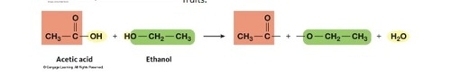 <p>OH groups can react with carboxylic acids to form esters</p>