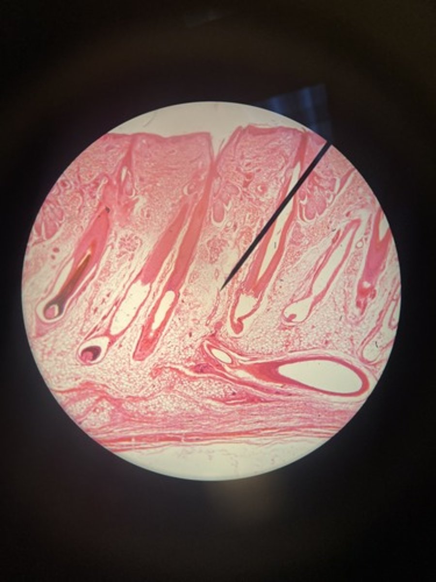 <p>Define and skin layer</p>