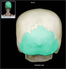 <p>a saucer-shaped membrane bone that forms the back of the skull</p>