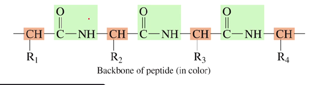 <p>Alternating sequence of peptide bonds and the -CH groups </p>