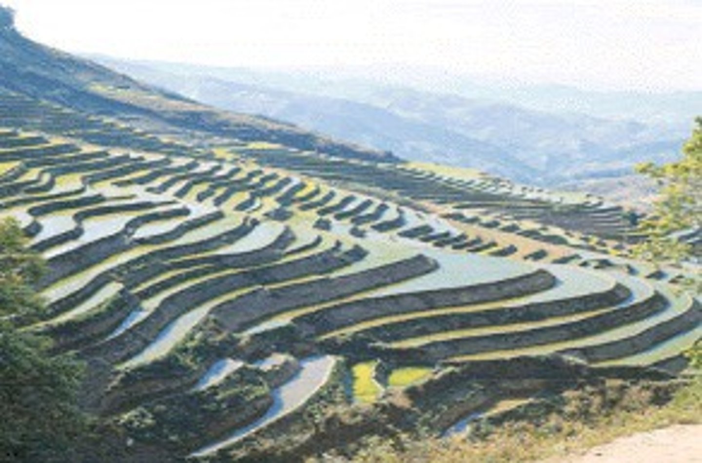 <p>method of growing crops on the sides of hills or mountains by planting on man-made steps (terraces)</p>