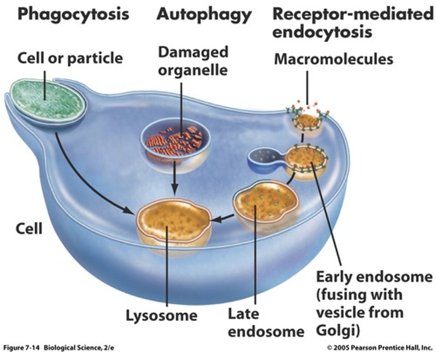 <p>phagocytosis and autophagy</p>