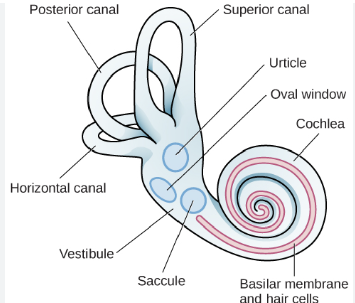 <p>vestibular system</p>