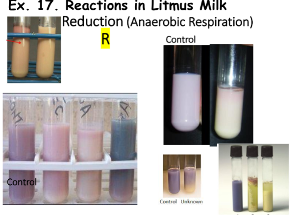 <ul><li><p><strong>Medium: </strong>Litmus Milk</p></li><li><p><strong>Substrate: </strong>Litmus</p></li><li><p><strong>Pathway/Enzyme:</strong></p><ul><li><p>Pathway: Reduction (anaerobic respiration)</p></li></ul></li><li><p><strong>pH. Indicator/Reagents: </strong>Litmus Dye</p></li><li><p><strong>End Products:</strong></p><ul><li><p>Leucolitimus (reduced litmus) + ATP</p></li></ul></li></ul><p></p>