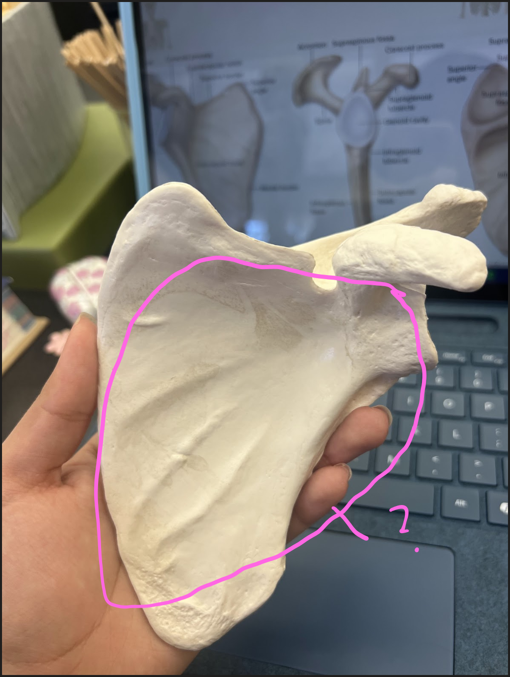 <p>What is this circled region?</p>