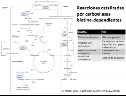 <p><strong>HIDROSOLUBLE</strong></p><p><strong>Funciones:</strong></p><p>Actividad de diversas proteínas puede ser modulada por la biotinilación de residuos de lisina específicos</p><p>Algunos ejemplos:</p><ul><li><p>Biotinilación de histonas H3 y H4 regulan la expresion por mecanismos epigeneticos</p></li><li><p>Proteinas de la superfamilia HSP (heart shock protein), intervienen en la eliminación de especies reactivas de oxígeno</p><p></p></li></ul><p><u>Absorción:</u></p><ul><li><p>Las proteínas unidas a la biotina son digeridas por proteasas y peptidasas a biocitina (biotinil-L-lisina) y biotina conjugada a peptidos pequeños</p></li><li><p>La biotinidasa libera biotina para su absorcion</p></li><li><p>El SMVT cotransporta la biotina (así como pantotenato, folato y lipoato) junto con sodio, en la membrana del borde en cepillo hacia el citosol.</p></li><li><p>La biotina es liberada a la sangre por un tansporte independiente de sodio</p></li><li><p>En el citosol la holocarboxilasa sintetasa (HLCS) agrega biotina a las apocarboxilasas transformandolas en holoenzima correspondiente.</p></li></ul><p></p><p><u>Dependencias</u>: reacciones catalizadas por carboxilasas biotina-dependientes</p><ul><li><p>Piruvato carboxilasa, vía gluconeogenesis</p></li><li><p>Propinil CoA carbocilasa, catabolismo AA y ác grasos de cadena impar</p></li><li><p>Metilcrotonil CoA carboxilasa, catabolismo de leucina</p></li><li><p>Acetil CoA carboxilasa, sintetesis de ác. grasos</p></li></ul><p></p>