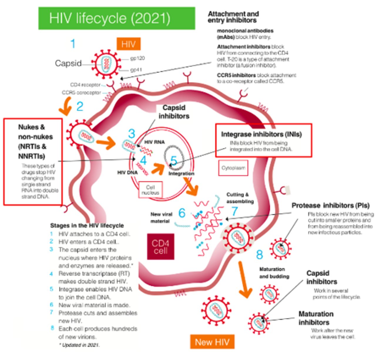 <p>HIV = Retrovirus</p><p>•Cellular integration in CD4 cells</p><p>•Uses reverse transcriptase to transcribe viral RNA into dsDNA</p><p>Most antivirals aim to reduce/prevent replication</p>