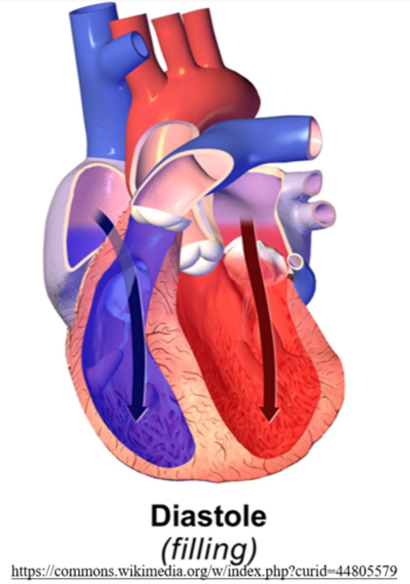 <p>diastole</p>