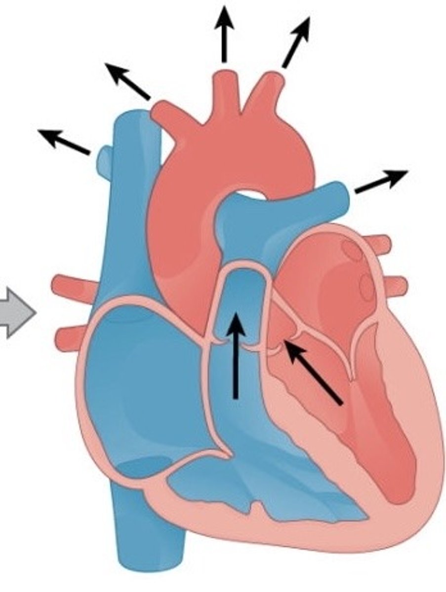 <p>Ventricle walls contract</p><p>Semilunar valves are forced open</p><p>Blood is forced into pulmonary arteries and aorta</p><p>Atrioventricular valves close dues to high bp in ventricle</p>