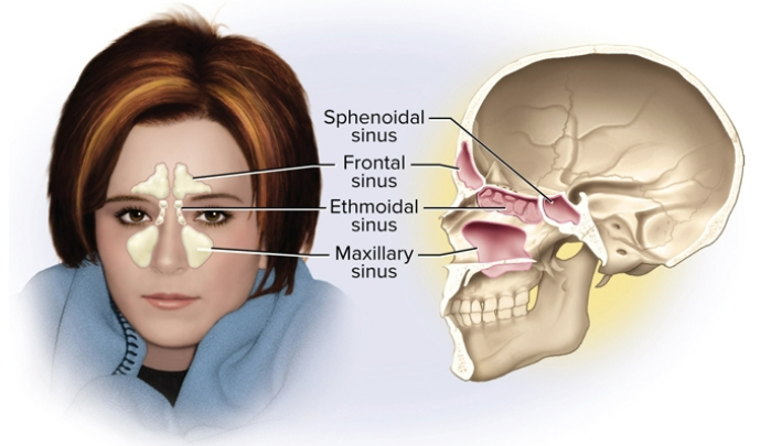 <p>Paranasal sinuses</p>