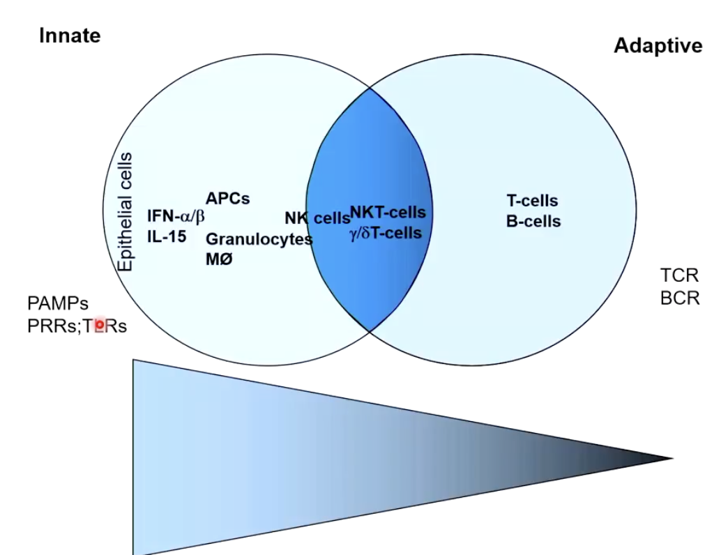 <p><strong>Innate: </strong>rapid, sensitive, non-specific</p><ul><li><p>Receptors: PAMPs, PRRs; TLRs</p></li><li><p>Very simple but very generous</p></li></ul><p><strong>Adaptive:</strong> slower, specific, memory</p><ul><li><p>Receptors: TCR, BCR</p></li><li><p>Very effective, but unique and specific&nbsp;</p><img src="https://knowt-user-attachments.s3.amazonaws.com/4ee79389-a9ba-42c7-a804-575059b07090.png" data-width="100%" data-align="center"></li></ul><p></p>