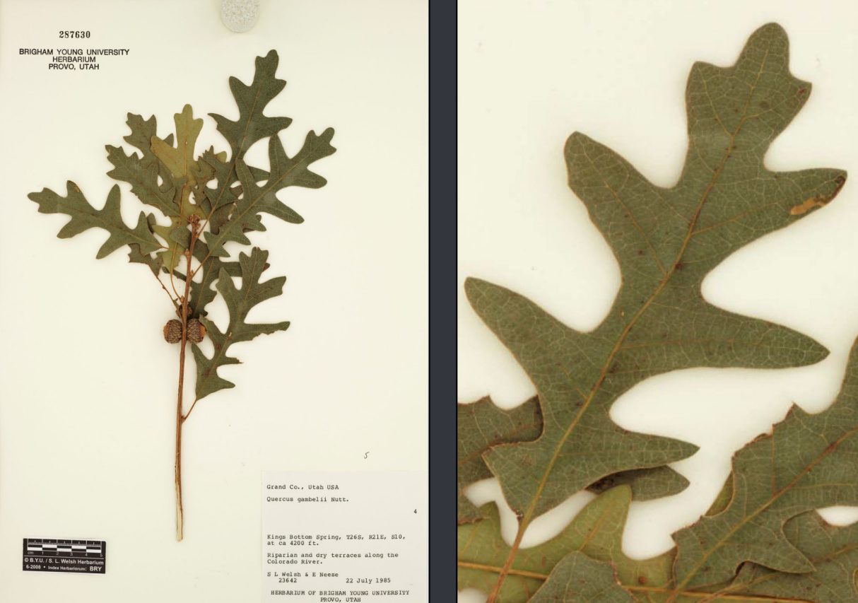 <p>Lobed leaf, knobby stem, acorns, catkins</p>