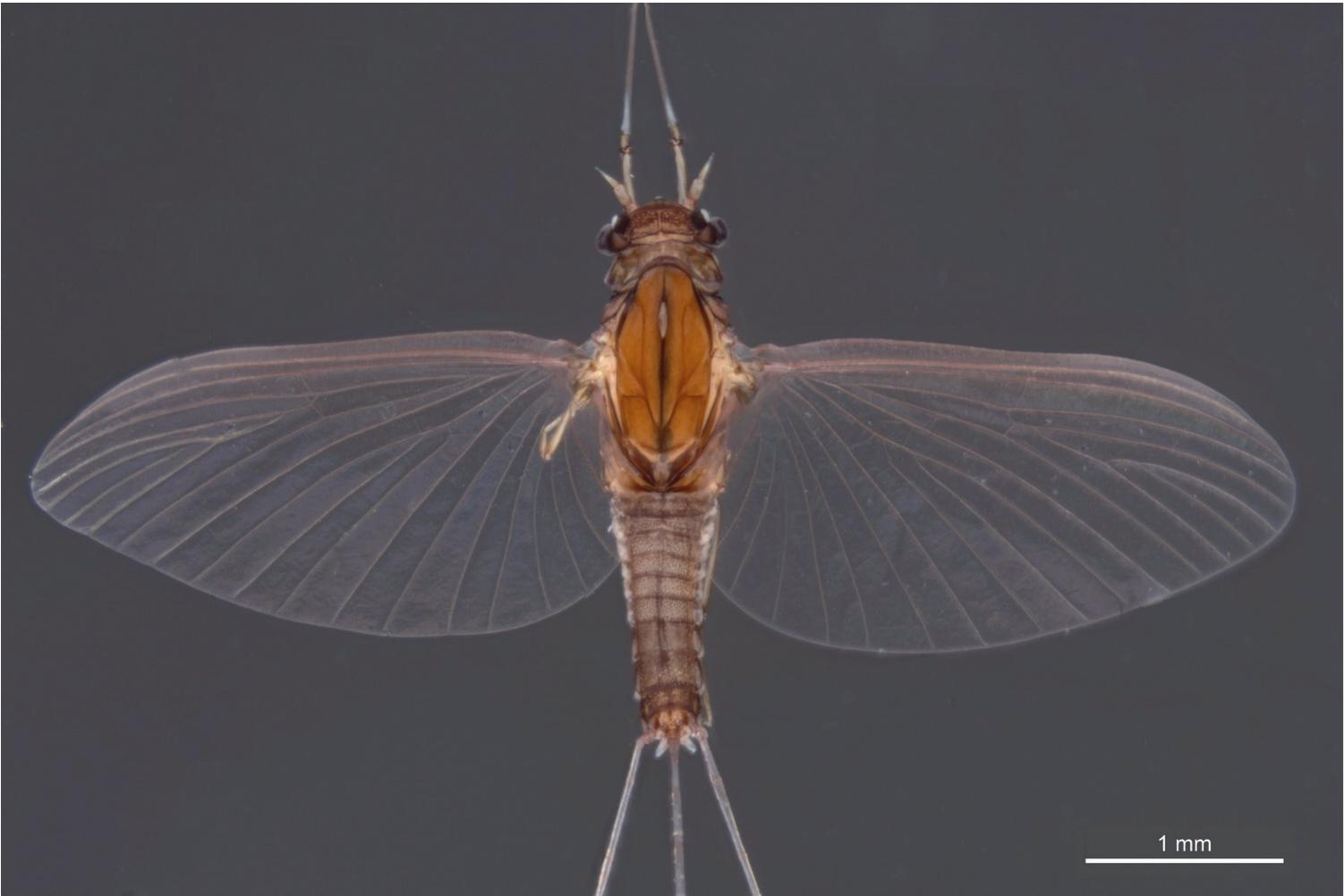 <p><strong>Caenidae</strong></p><p></p><p>•3 caudal filaments</p><p>no hindwing, very small</p><p>-minimal wing venation</p>