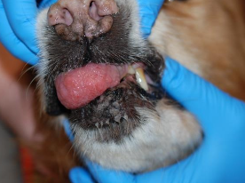 <p>incidental finding,</p><p>routine teeth cleaning or on annual check up </p>