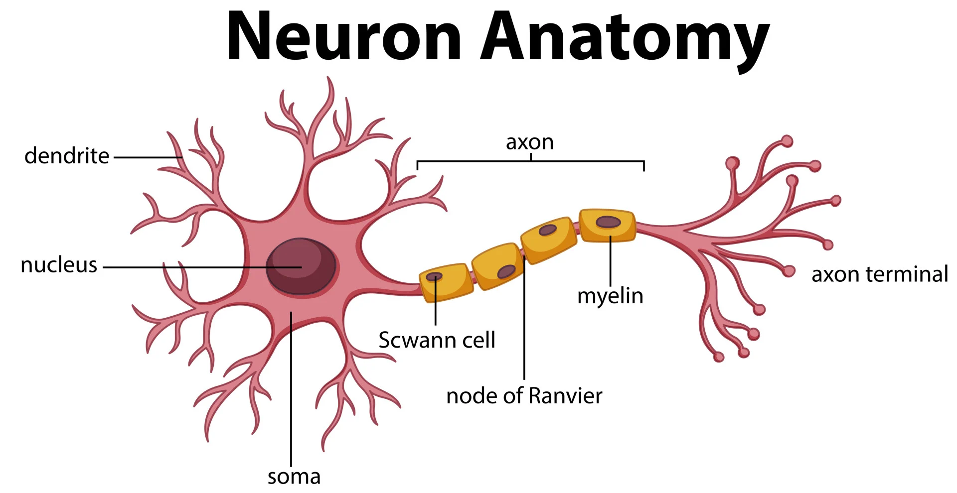 <ul><li><p>the basic building blocks of the nervous system, nerve cells that process and transmit messages through electrical and chemical systems, provide the nervous system with its primary means of communication</p></li></ul><ul><li><p>can be less than 1mm, shortest is trochlear nerve (moves eyes towards nose), longest is sciatic nerve (from lower back down each leg)</p></li></ul><ul><li><p>there are 100bn nerve cells in the human nervous system, 80% in brain</p></li></ul><p></p>