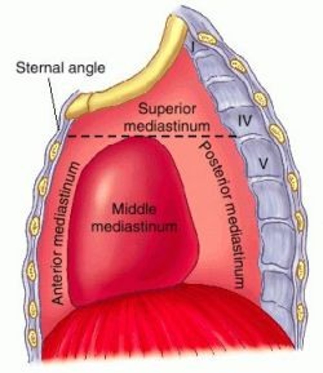 <p>extends inferiorly from the superior thoracic aperture to the horizontal plane (transverse thoracic plane: sternal angle → IV disk of T4 - T5)</p>