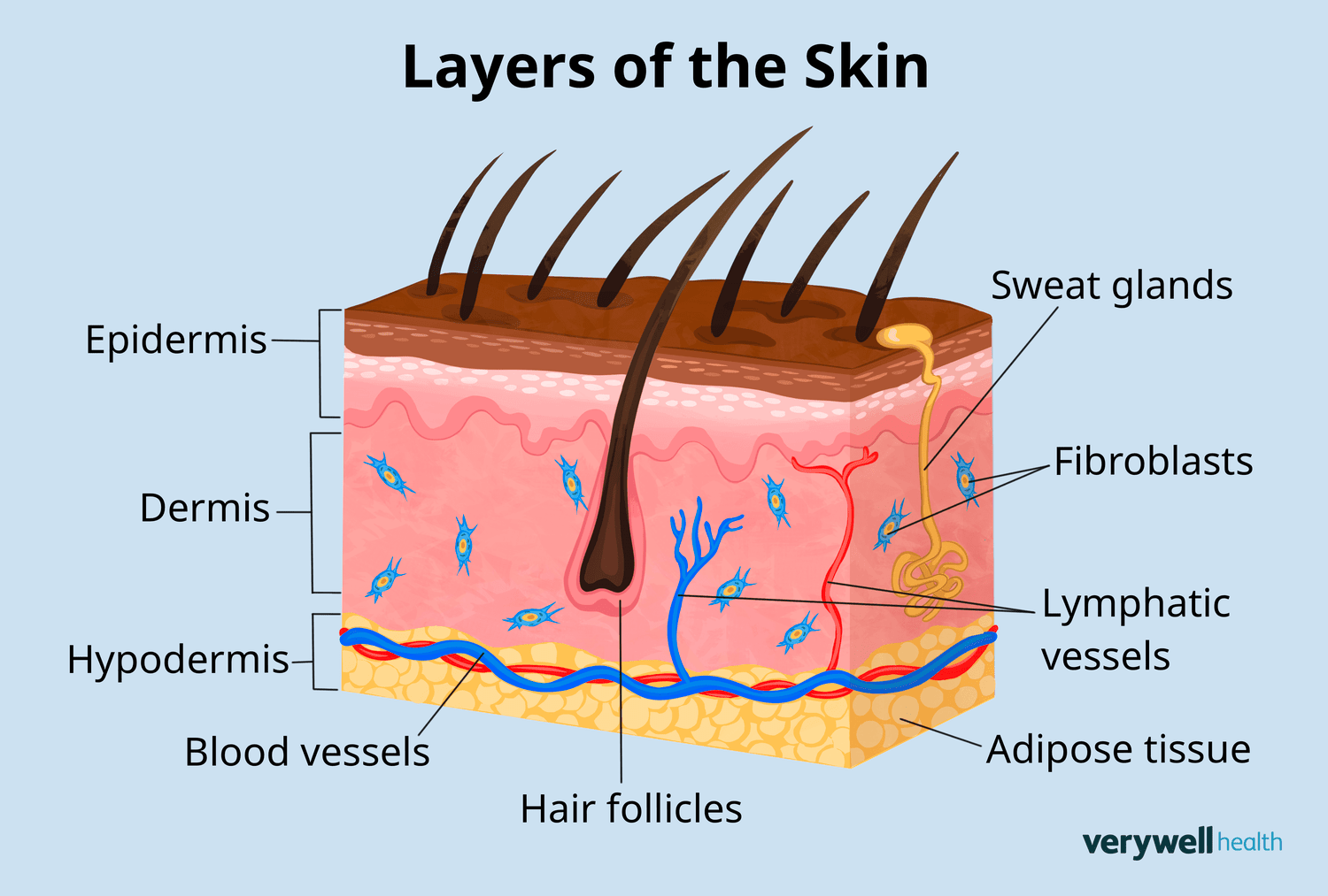 <p>Deepest, Adipose (fat) tissue</p>