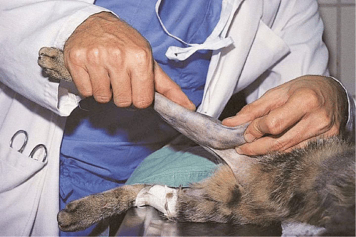 <p>briefly explain how to perform the valgus stress test to assess the medial collateral lig/MCL</p>