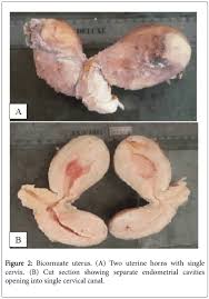 <p>pigs, dogs, cats, minks</p><p>many offspring</p>