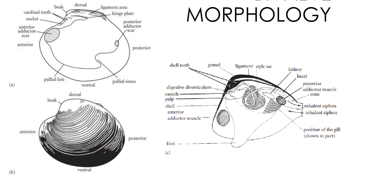 <p>important ones to remember: dorsal v ventral, adductor muscles, foot, beak, siphon</p>