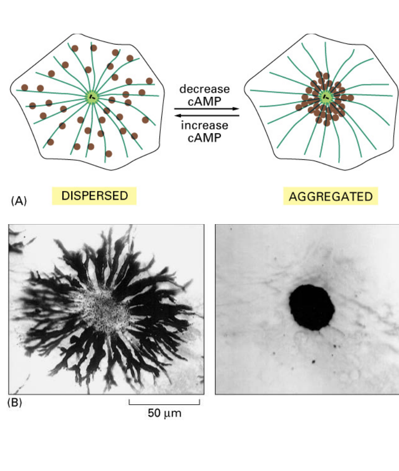 <ul><li><p>melanosomes can change their location within a cell in response to neuronal stimuli (cAMP levels)</p></li><li><p>kinesis disperses melanosomes toward cell edges (+ ends)</p></li><li><p><strong>phosphate is added</strong>, inactivating kinesin and then dyenin takes over, pulling melanosomes near the nucleus (- end)</p></li></ul><p></p>
