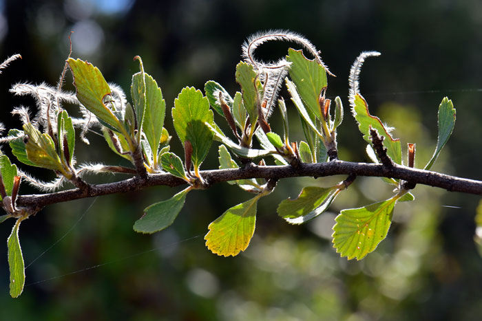 <p>The leaves are distinctive in that they have smooth edges from the base to about half way up, then are wavy or toothed to the rounded tip. The shrub&apos;s white flowers are small, clustered, and mildly scented. The fruit is tubular, with a distinctive curly light thin feather-like extension going out 2 to 3 inches. The wood of the shrub is extremely hard and reddish</p>