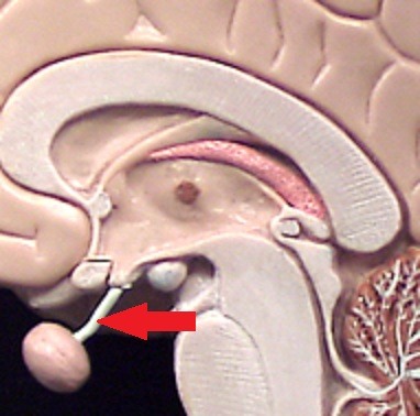 <p>connects hypothalamus to pituitary</p>