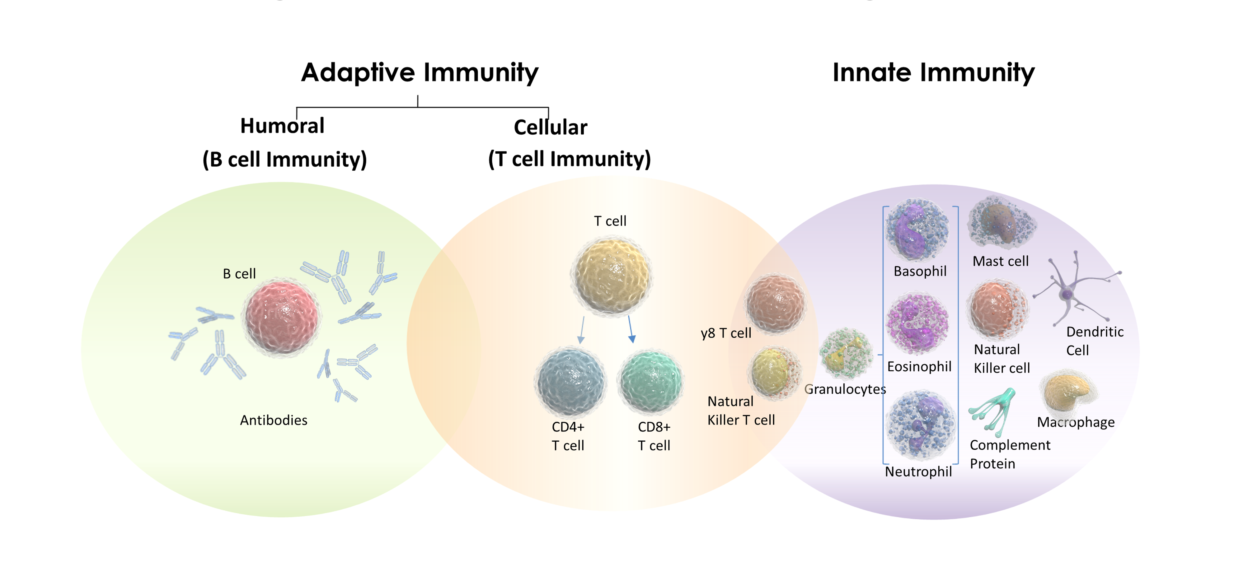 figure showing a comparison between innate and adaptive immunity