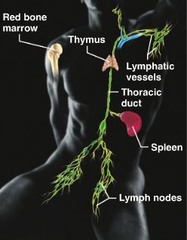 <p>picks up fluid leaked from blood vessels and return it to blood, disposes of debris in the lymphatic stream, houses white blood cells (lymphocytes) involved in immunity. the immune response mounts to attack against foreign substances within the body</p>