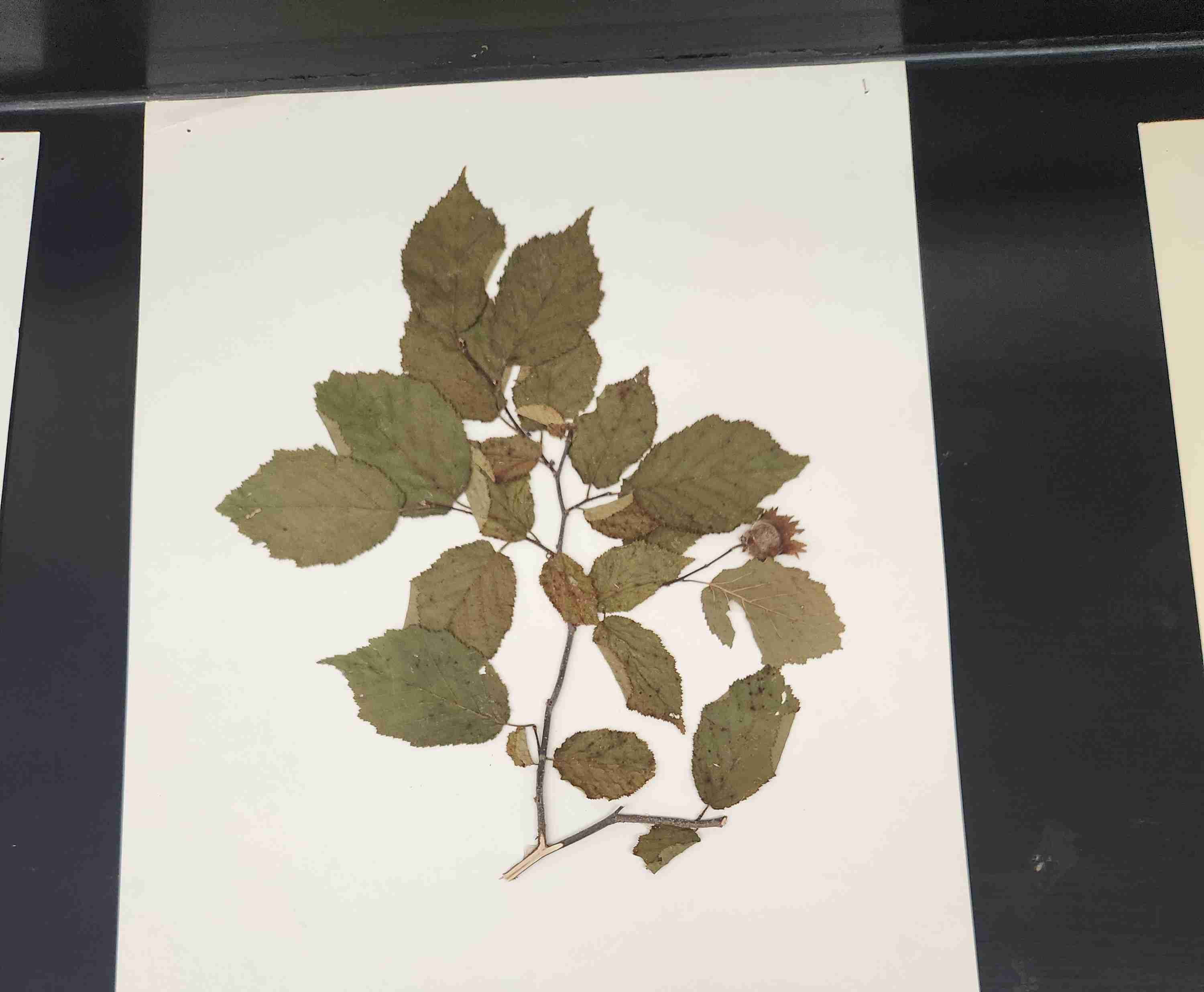 knowt flashcard image