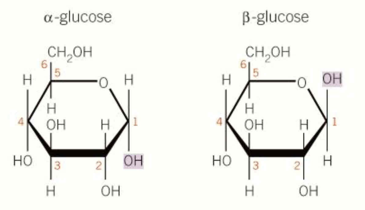 <p>in a glucose OH is down b is up</p>