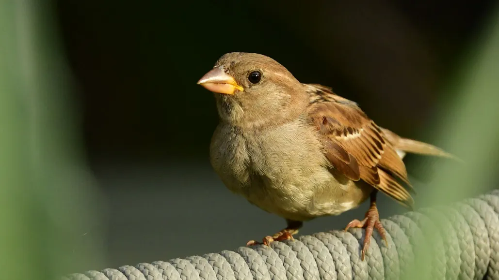 <p><em>English </em>House Sparrow</p><p>(<span data-name="female" data-type="emoji">♀</span> pictured here) </p>