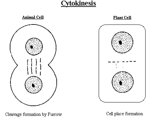 <p><strong>Animal cell</strong> forms cleavage furrow (actin filaments).</p><p><strong>Plant cell</strong> forms cell plate from cell wall (vesicles).</p>