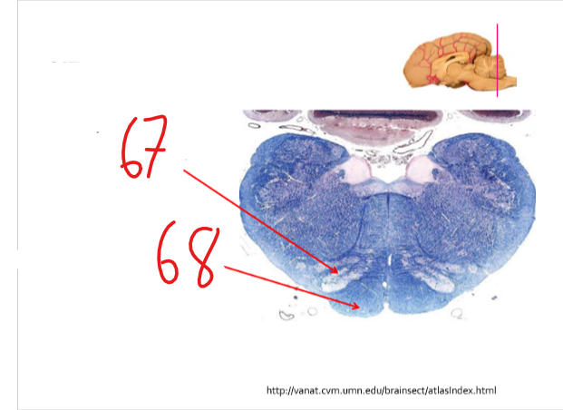 What is this a cross section through?