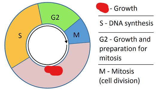 <p>The sub-phase of interphase wherein a cell grows in size for the first time.</p>