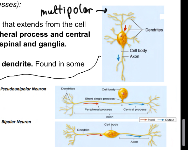 <ul><li><p>pseudounipolar neurons: single process that extends from cell body branching into peripheral process and central process (not veyr abundant found mainly in spinala dn ganglia)</p></li><li><p>Bipolar: single axona dn dendrite, not veyr abudant found in sensory organs</p></li><li><p>Multipolar: usual model of neuronwith many dendrites, single axon, most abundat type. </p></li></ul><p></p>