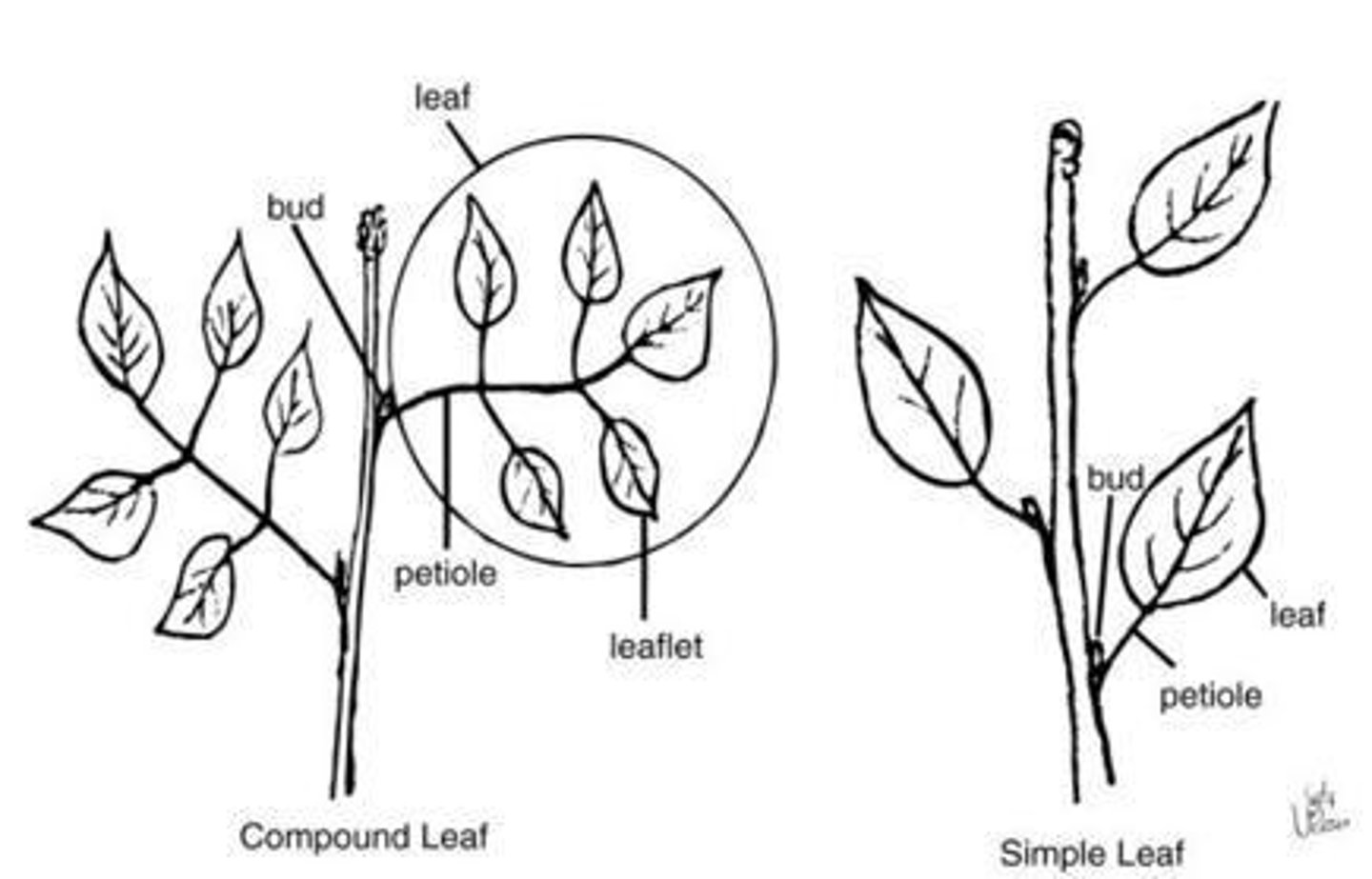 <p>Have a single, undivided blade (ex: banana/Musa acuminata).</p>