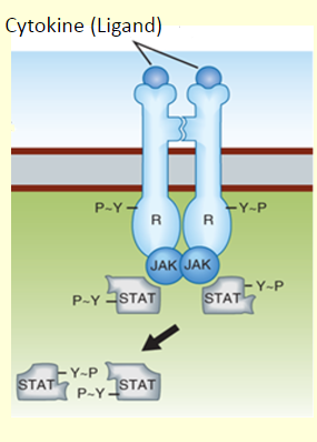 <p>Activation of JAK- STAT </p>